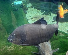 Thumbnail IMG 6841 (002)