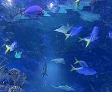 Thumbnail IMG 6847 (002)